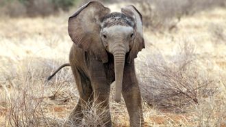 Episode 10 Elephant Baby Boom