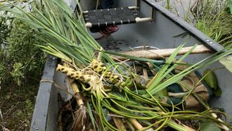 Episode 10 Cattail & Pond Lily