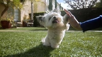 Episode 3 Norbert: Canine Casita