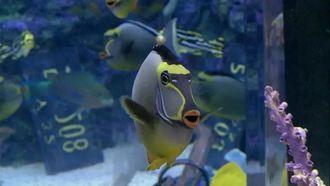 Episode 2 Swimming with the Sharks