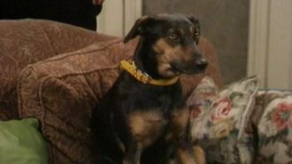 Episode 11 If the Dog Collar Fits... Wear It!