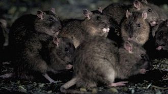 Episode 4 Infestation