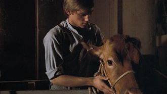 Episode 3 The Calf