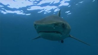 Episode 1 In Shallow Water