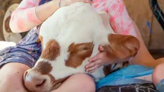 Episode 6 Super Cow
