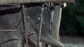 Episode 24 Flipper and the Elephant (1)