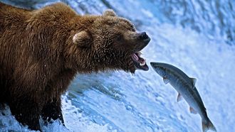 Episode 2 The Great Salmon Run