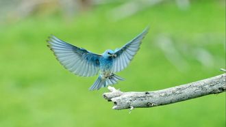 Episode 3 Life on the Wing