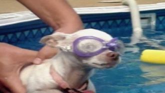 Episode 13 Guest Appearances by the Canine Stars of 