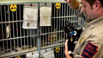 Episode 12 Cat Killer