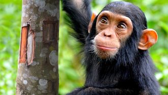Episode 101 What Are Animals Saying?
