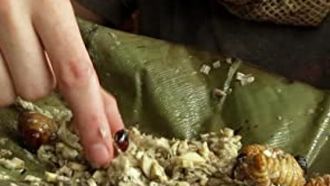 Episode 6 Vietnam: Giant Water Bug