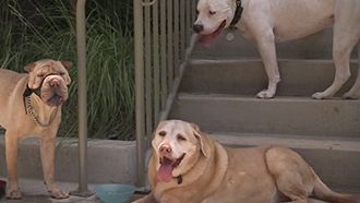 Episode 15 Tillie and Leo