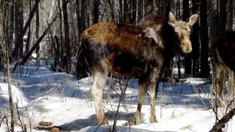 Episode 4 Moose Rampage