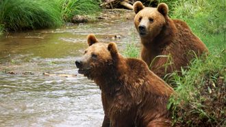 Episode 4 Bears on the Run