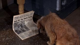 Episode 3 The Dog Turns Playboy