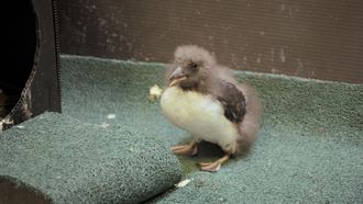 Episode 7 Puffin But Trouble