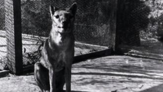 Episode 6 The Tasmanian Tiger Down Under