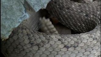 Episode 3 Arizona: Land of the Serpent