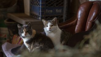 Episode 6 Cat in the H.A.T.S