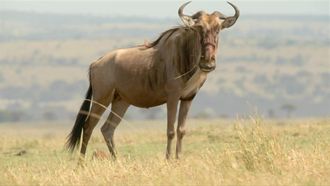 Episode 2 Wildebeest