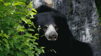 Episode 9 Big Bear Theory