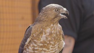Episode 3 Thunderbird of Pennsylvania