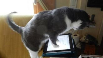 Episode 7 911, My Cat’s Holding Me Hostage!