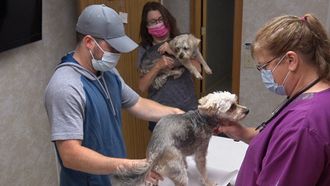 Episode 5 Poodles & Company