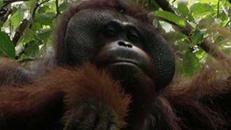 Episode 2 Borneo