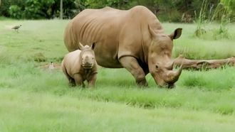 Episode 4 Big Day for Baby Rhino