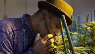 Episode 5 Cannabis