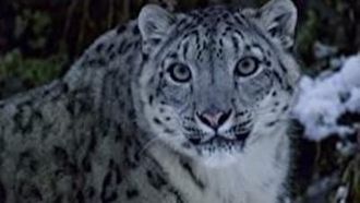 Episode 2 The Secret Lives of Snow Leopards