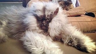 Episode 10 Demon Cat