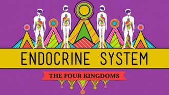 Episode 33 Endocrine System
