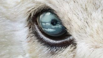 Episode 2 Polar Bear