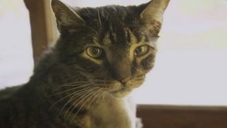 Episode 8 Feline Face Lift