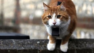 Episode 3 Cat Talk