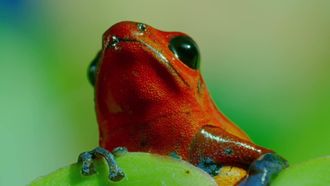 Episode 3 Poison Dart Frog