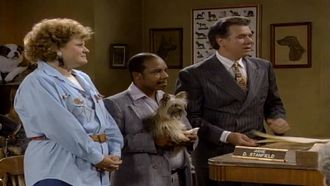 Episode 3 My Life as a Dog Lawyer