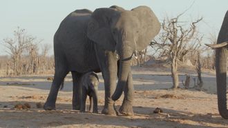 Episode 12 Elephant