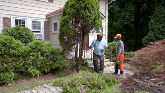 Episode 10 Trash Insert, Arborvitae Removal