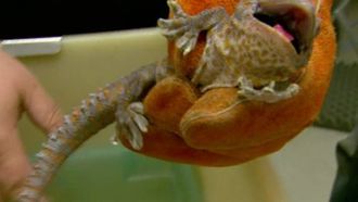 Episode 12 Gecko Suit