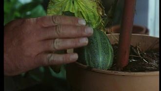 Episode 2 The Shillingbury Melon
