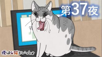 Episode 37 Night 37: Our Cat Always Wants to Get in the Way