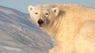 Episode 2 Svalbard