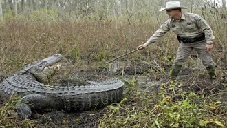 Episode 8 Gator vs Dog