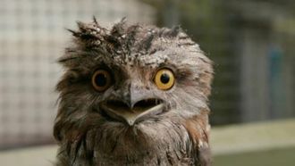 Episode 6 Oscar the Grouchy Frogmouth