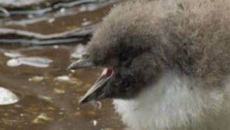 Episode 1 New Zealand