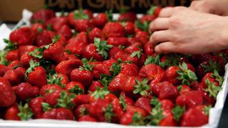 Episode 12 Strawberry